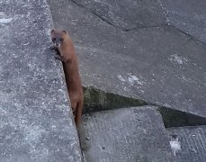 家里供黄仙有什么好处和坏处，身上有带黄仙的特点是什么？