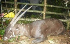 麒麟真实拍到的照片，麒麟真的存在过？