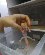 豹纹守宫哪个品种好看，它寿命多长咬人吗？