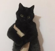 猫能看出将死之人真假，招猫亲近的人阴气重吗？