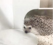 刺猬为什么不能随便养，家中养刺猬对风水好吗？