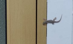 壁虎是财神吗，晚上看见壁虎好不好