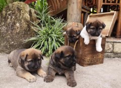 狗眼能看见鬼魂、灵魂吗，如果家里有狗鬼能进来吗