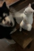 为什么猫喜欢打狗耳光欺负狗，家里猫老欺负狗怎么办？