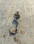 开车压到蛇有什么说法忌讳，开车路上遇见蛇横穿马路好吗