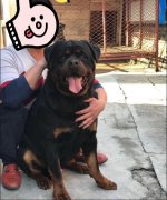 罗威纳犬打架实力排名第几，它的致命缺点有哪些