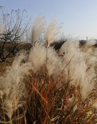 家里不顺和祖坟有关系吗，怎么判断祖坟有没有问题