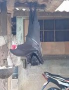 蝙蝠飞到家里是什么预兆，它是老鼠进化变成的吗？