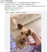 流浪狗进家门是什么征兆，流浪狗一直跟着自己代表什么？