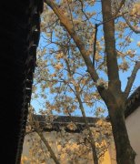 自挂东南枝是什么梗？自挂东南枝愿意是指什么？