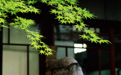 门前种葡萄风水好不好？门前有梧桐树风水好吗