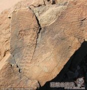 地球经历的第一次生物大灭绝,揭秘地球经历了几次大灭绝？