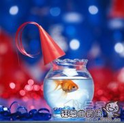 养金鱼的风水禁忌解读，办公室养金鱼的风水知识解读