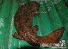 发现的最大的野生娃娃鱼图片，娃娃鱼是一种鱼吗？