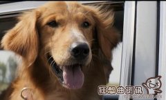 一条狗的使命最后一段话是什么含义？一条狗的使命结局有彩蛋吗？