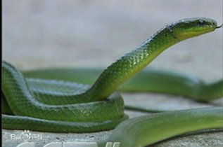 属于神经毒类毒蛇的是什么？世界最毒的十大毒蛇排名图