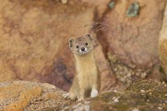 黄鼠狼为什么不能打？告诉你一些怎么赶走黄鼠狼妙招