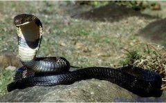 最大眼镜王蛇多重？千年古墓挖出百岁蛇王