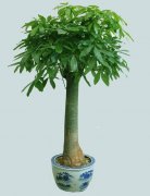 发财树适合放在哪个方位，发财树和八方来财哪个好