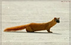 黄鼠狼为什么能控制人？黄鼠狼进家是吉还是凶