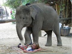 视频大象跪拜死去的主人，大象智商相当人类几岁？