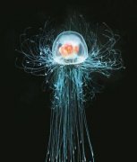 灯塔水母真的永生吗？灯塔水母返老还童视频