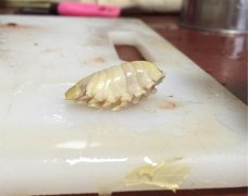 恶心的缩头鱼虱照片，缩头鱼虱能吃吗？