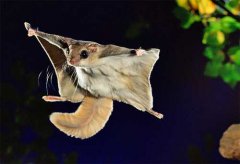 有的老鼠为什么会飞？飞天老鼠图片大全