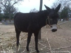 黑驴蹄子为什么可以辟邪？家里最简单的辟邪东西一览