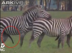 人与自然斑马野外交配视频，斑马为什么不能驯化成骑的马？