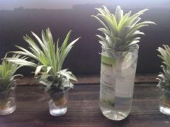 菠萝是长在树上还是地上？菠萝和凤梨究竟是不是同一物种？