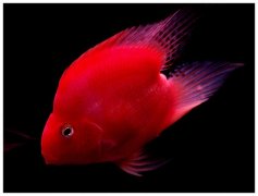 血鹦鹉鱼怎么养最红？血鹦鹉鱼和什么鱼混养好