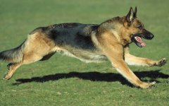 黑背犬会咬主人吗？德国黑背的致命缺点是什么