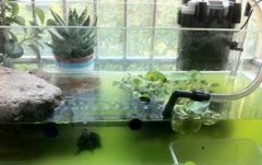 养乌龟绿水是怎么弄的怎么培养？养乌龟放在哪个位置好