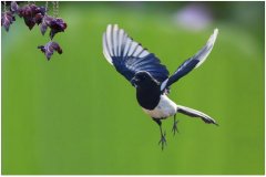 喜鹊叫有什么兆头？喜鹊敲窗户有什么说法