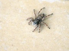 打死喜蛛有什么后果？喜蛛有毒吗它真的会报喜吗？