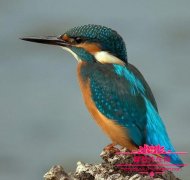 翠鸟吃鱼一天能吃多少，翠鸟为什么一直注视着水面