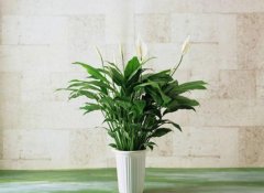 养什么植物最旺财运？什么植物适合放在卧室