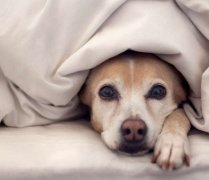 龙日冲狗煞南是什么意思？龙日冲狗要注意什么怎样化解