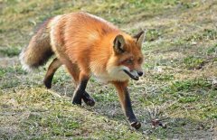 养狐狸会招邪吗？戴狐狸吊坠有什么禁忌