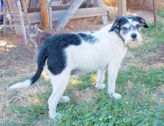 家里阴气重养什么动物好？家里阴气重的表现和化解方法？