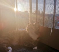 养猫封窗怎么封？养猫封窗是什么意思？