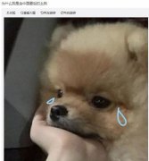 我是土狗我爱看是什么梗？最后的土狗什么梗？