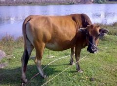 牛眼泪是什么颜色的？直接滴到人的眼睛里会怎样