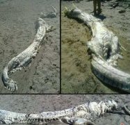 世界上仅存的三条蛟龙被捕杀一条现场图，蛟龙和龙有什么区别？