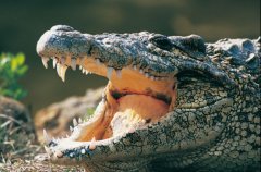 海里面有鳄鱼吗？鳄鱼为什么不吃河马