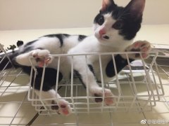 猫到底是招财还是来灾，家里来了自来猫是报恩的？