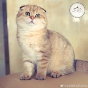 折耳猫什么颜色最贵，有遗传病的折耳猫能活多久？