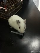 豚鼠为什么会突然死亡，死了还能抢救么？