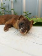 被黄鼠狼附体怎么解决破解，附体的科学解释是控制人的脑电波？